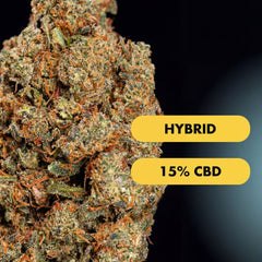 OnlyGrams Fruit Storm CBD Aromablüten 15 Prozent 1g Nahaufnahme