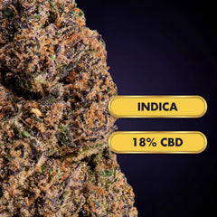 OnlyGrams Purple Fuel CBD Aromablüten 18 Prozent 1g Nahaufnahme