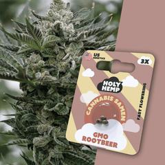 Cannabis Samen | GMO Rootbeer | Cali Seeds by Holy Hemp - Smoke & Co.