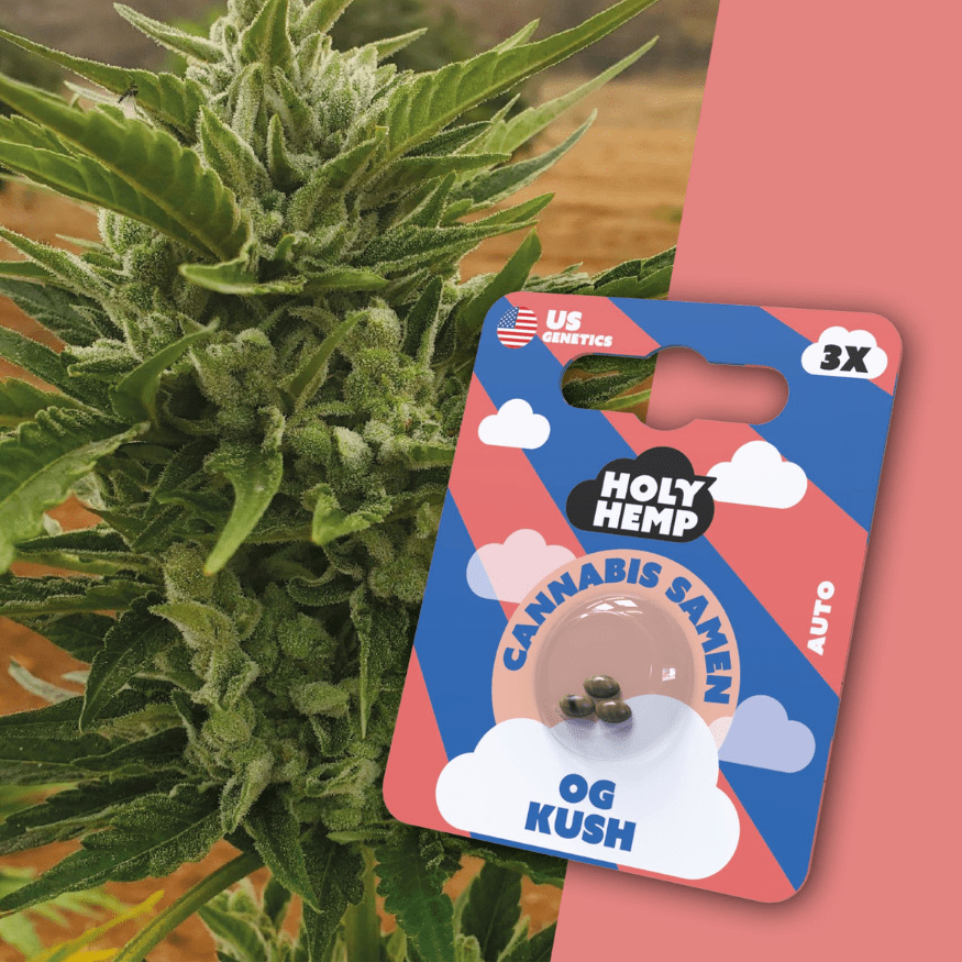 Cannabis Samen | OG Kush | Cali Seeds by Holy Hemp - Smoke & Co.