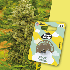 Cannabis Samen | Sour Diesel | Cali Seeds by Holy Hemp - Smoke & Co.