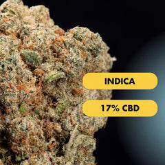 OnlyGrams OG Cookies CBD Aromablüten 17 Prozent 1g Nahaufnahme