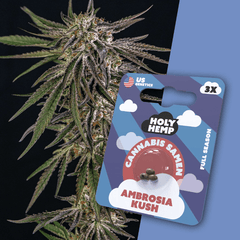 Cannabis Samen | Ambrosia Kush | Cali Seeds by Holy Hemp