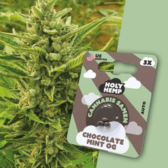 Cannabis Samen | Chocolate Mint OG | Cali Seeds by Holy Hemp