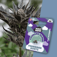 Cannabis Samen | Forbidden Runtz | Cali Seeds by Holy Hemp