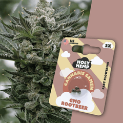 Cannabis Samen | GMO Rootbeer | Cali Seeds by Holy Hemp