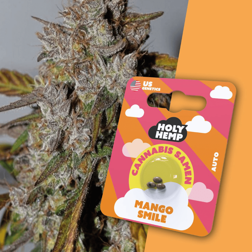 Cannabis Samen | Mango Smile | Cali Seeds by Holy Hemp - Smoke & Co.