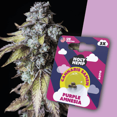 Cannabis Samen | Purple Amnesia | Cali Seeds by Holy Hemp