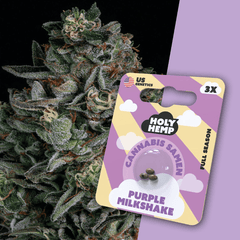 Cannabis Samen | Purple Milkshake | Cali Seeds by Holy Hemp