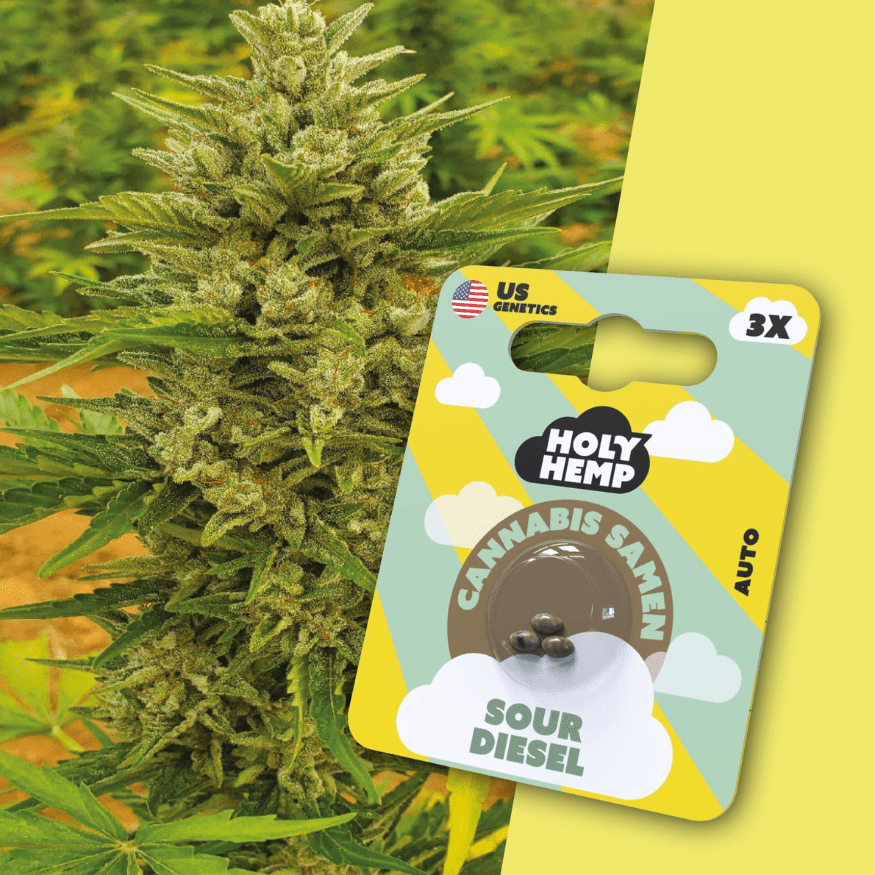 Cannabis Samen | Sour Diesel | Cali Seeds by Holy Hemp - Smoke & Co.