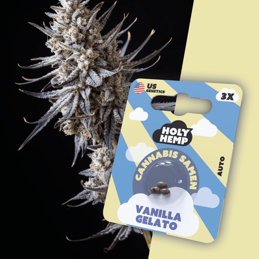 Cannabis Samen | Vanilla Gelato | Cali Seeds by Holy Hemp - Smoke & Co.