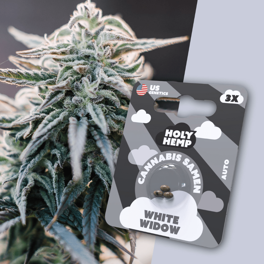 Cannabis Samen | White Widow | Cali Seeds by Holy Hemp